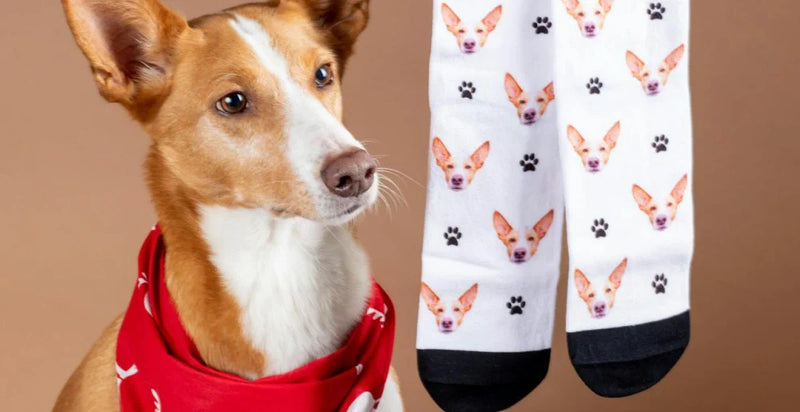 Dog and White Socks with Its Faces