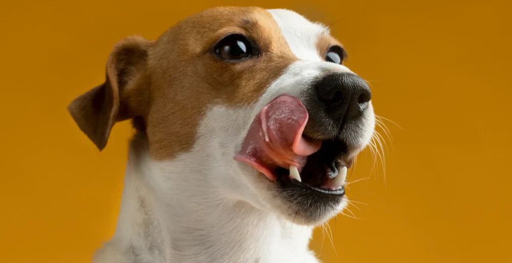 Happy dog