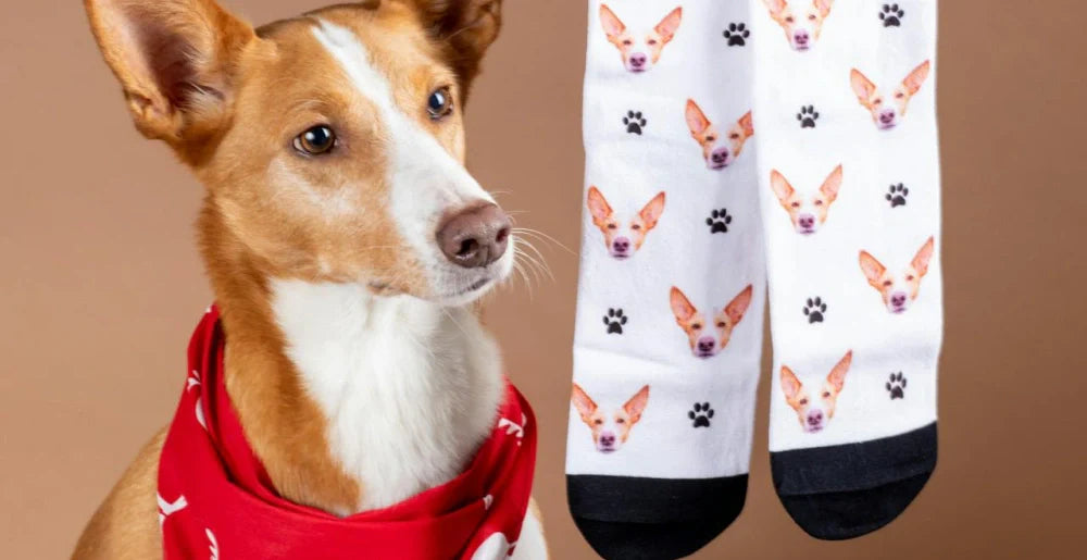 Dog and White Socks with Its Faces