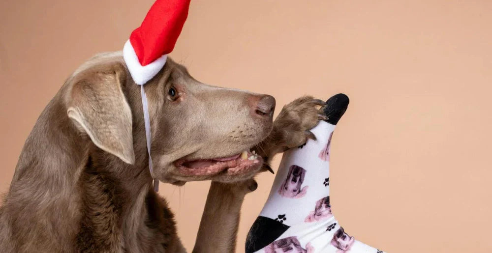 What If Your Dog Knew They Were on Your Socks?