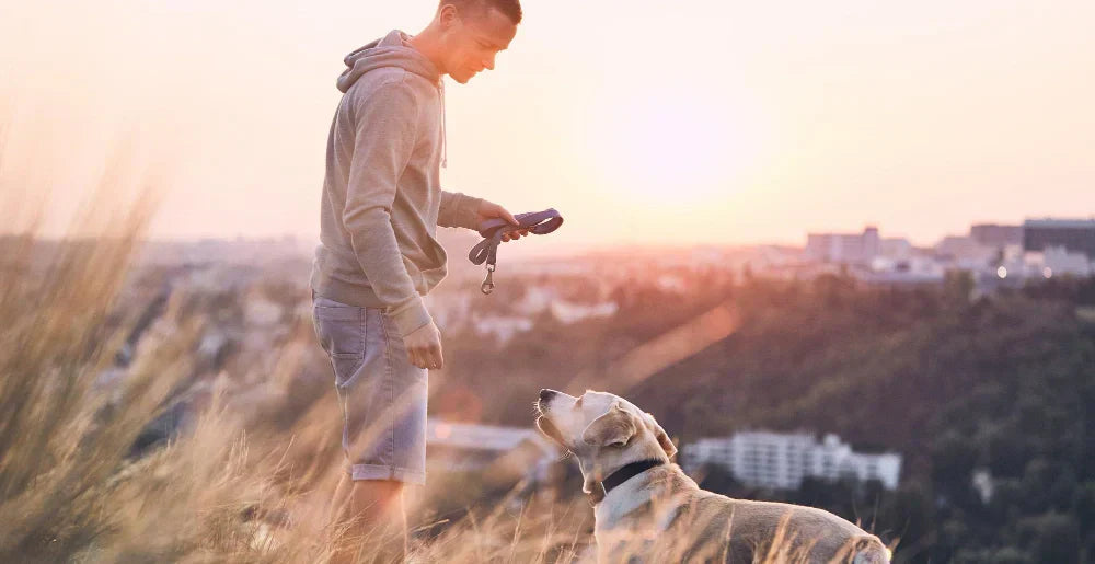 A dog is by a man's side