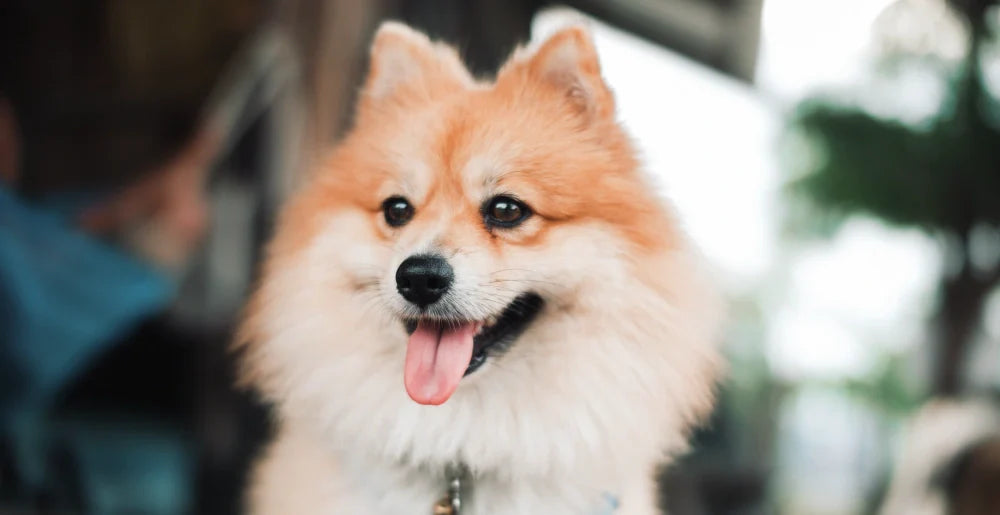 Dog photo